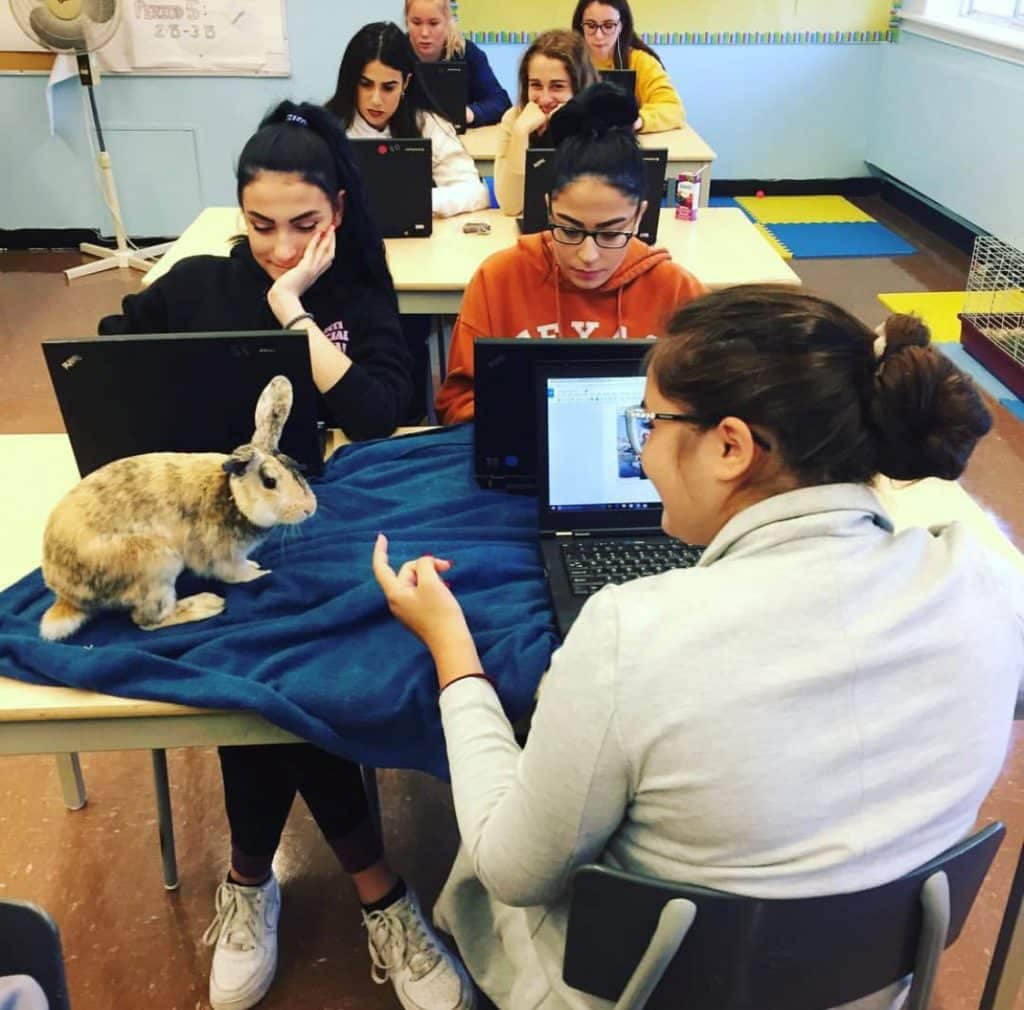 Students working with rabbit